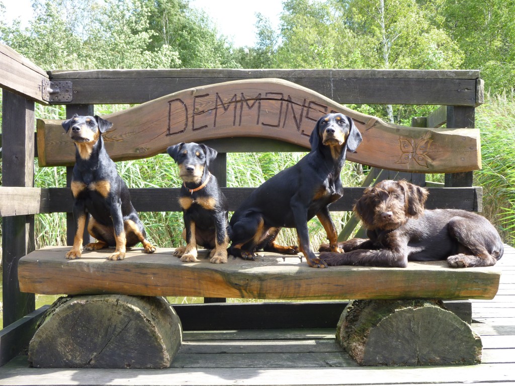 Hunde vom Teuberschlag